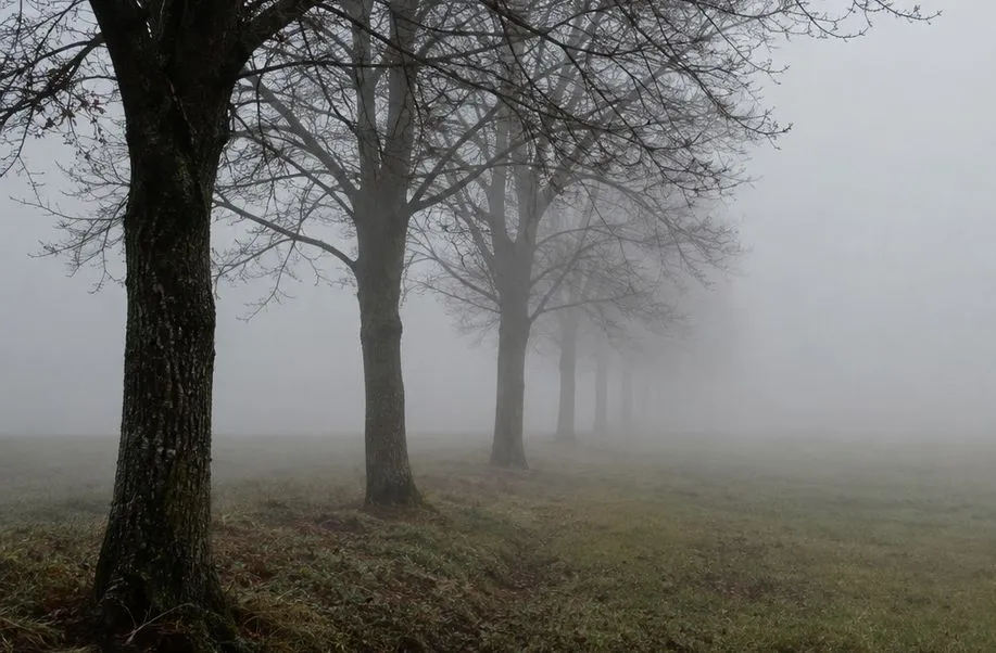 A line of bare trees receding into morning fog, each rank paler than the one in front