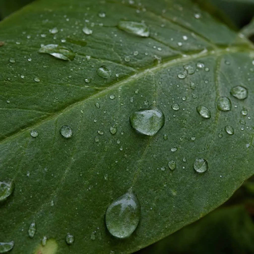 Extreme close view of dew on a green leaf, the kind of nature detail a phone can catch