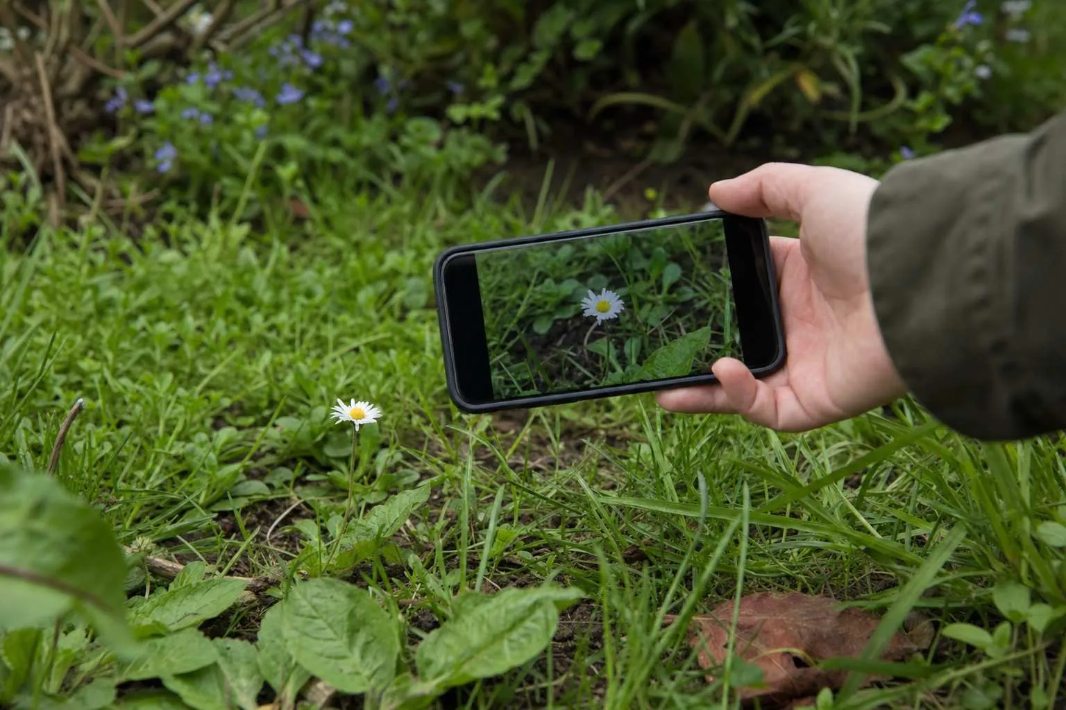Low close shot of a phone photographing a single wildflower among grass in soft light