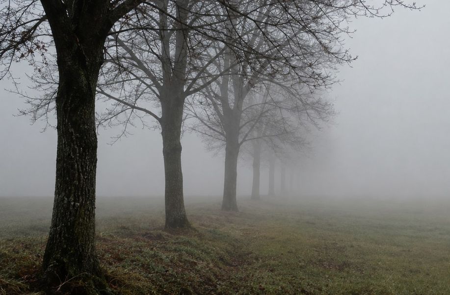 A line of bare trees receding into morning fog, each rank paler than the one in front