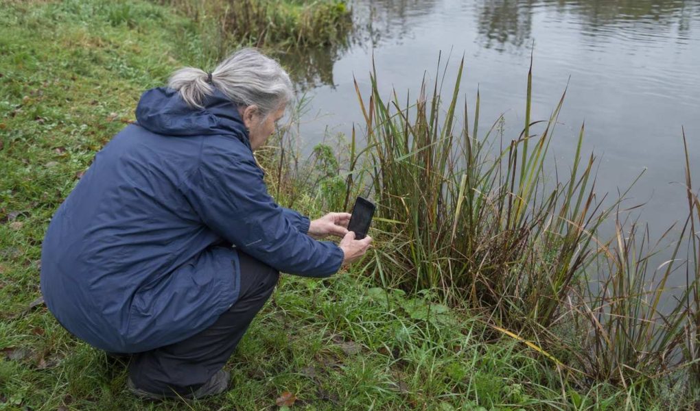 An older woman crouching at the edge of a pond photographing reeds with her phone under a flat grey sky