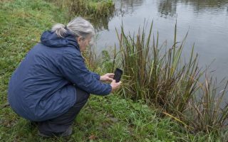 An older woman crouching at the edge of a pond photographing reeds with her phone under a flat grey sky