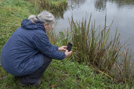An older woman crouching at the edge of a pond photographing reeds with her phone under a flat grey sky