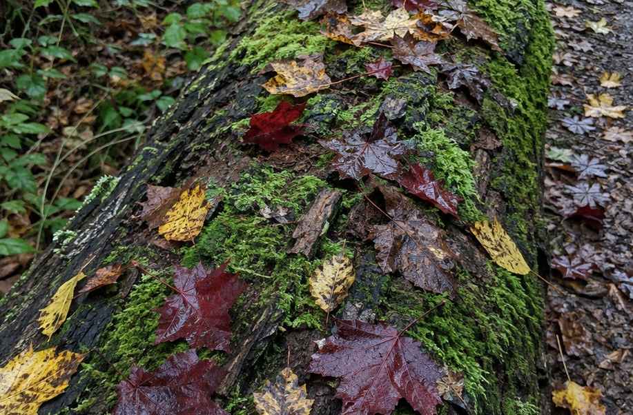 Wet fallen leaves and moss on a log in soft even grey daylight