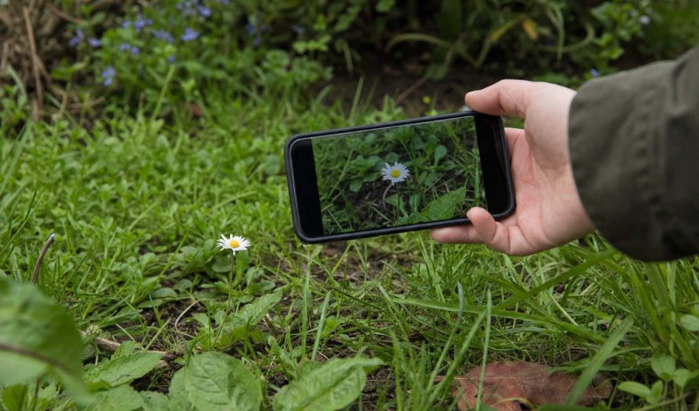 Low close shot of a phone photographing a single wildflower among grass in soft light