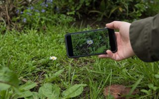 Low close shot of a phone photographing a single wildflower among grass in soft light