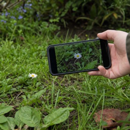Low close shot of a phone photographing a single wildflower among grass in soft light