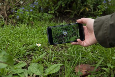 Low close shot of a phone photographing a single wildflower among grass in soft light