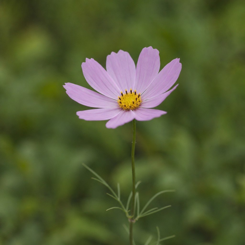 A simple flower against a plain blurred green background