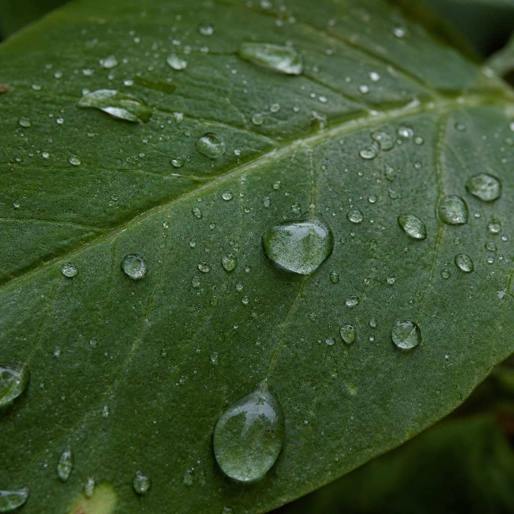 Extreme close view of dew on a green leaf, the kind of nature detail a phone can catch