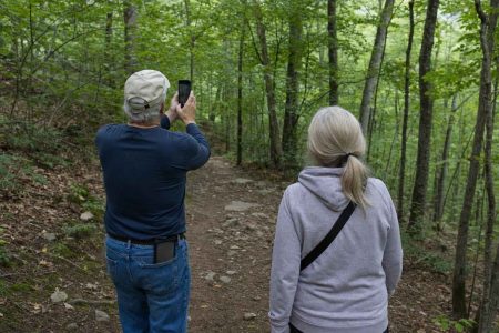 Two people from behind on an easy forest trail, one pausing to take a phone photo