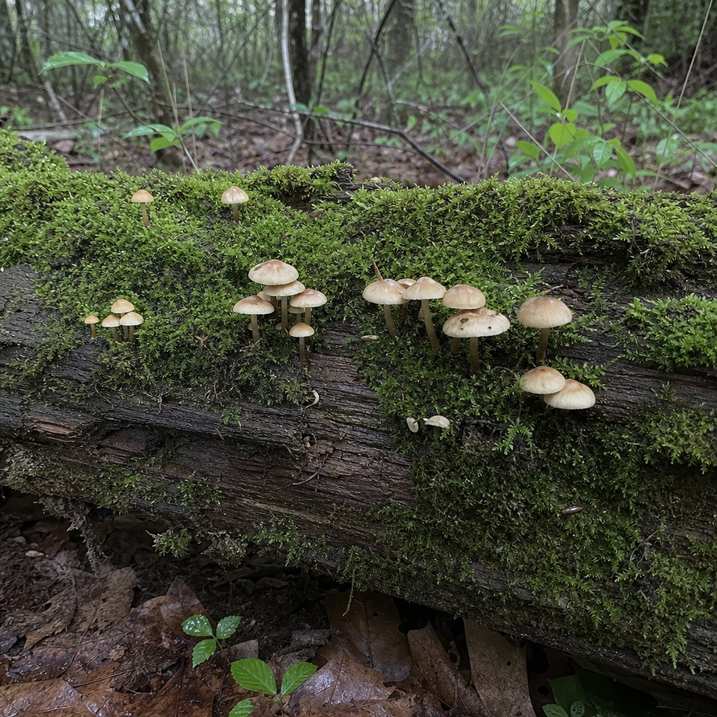 A close trailside detail, mushrooms or moss on a fallen log