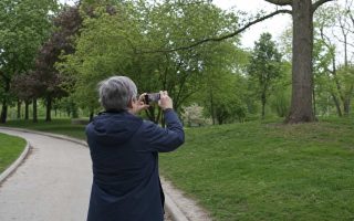 From behind, a person walking a park path pausing to photograph trees with a phone