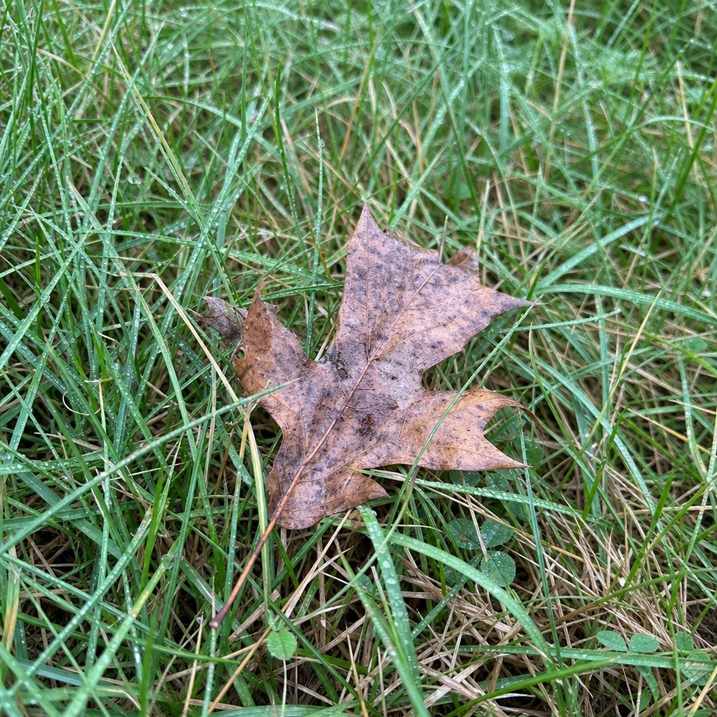 A close natural park detail, dewy grass and a fallen leaf in flat light